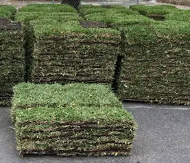 Sod Varieties