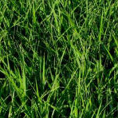 Sod Varieties