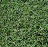 Sod Varieties