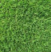 Sod Varieties
