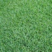 Sod Varieties