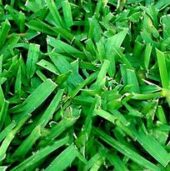 Sod Varieties