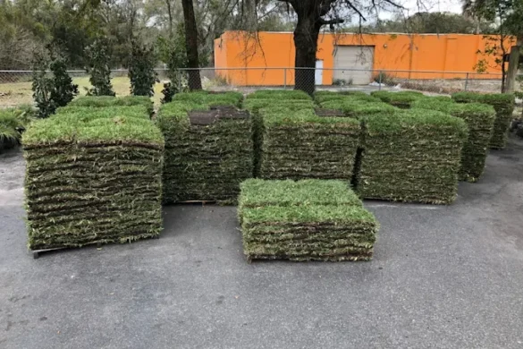 Sod Varieties